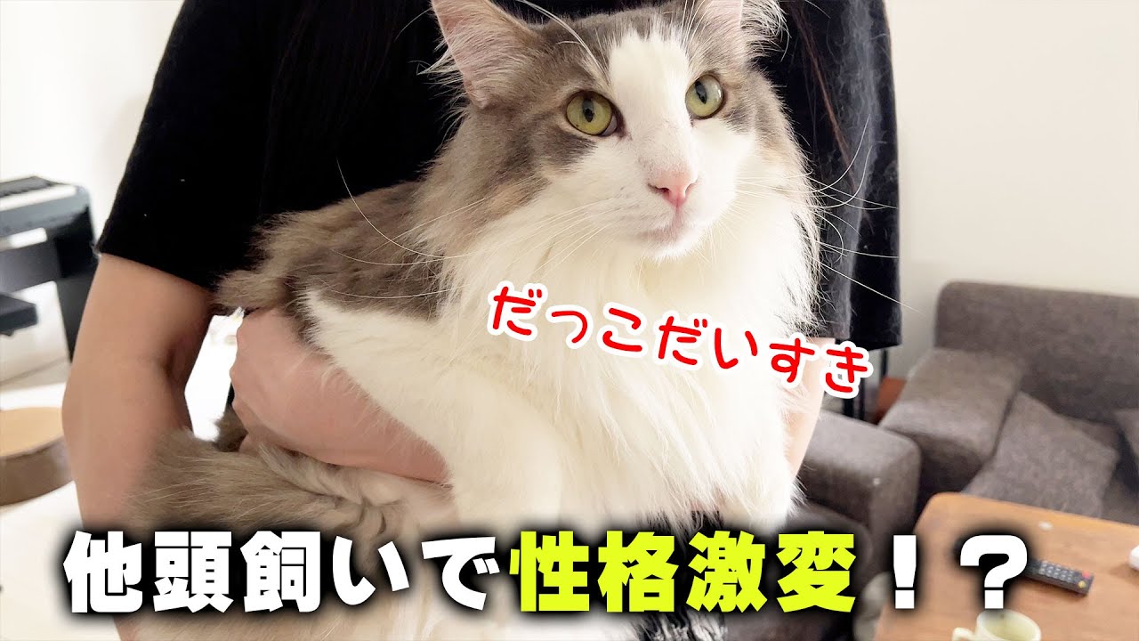だっこ嫌いの猫がだっこ大好きに猫に！？多頭飼いで性格激変！？【ノルウェージャンフォレストキャット＆ミヌエット】
