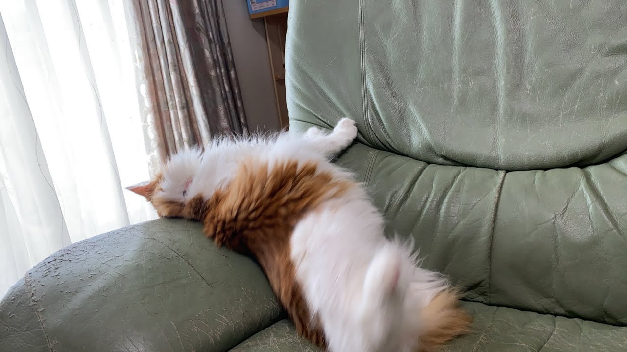ゴロゴロする猫【マリー（メインクーン）】