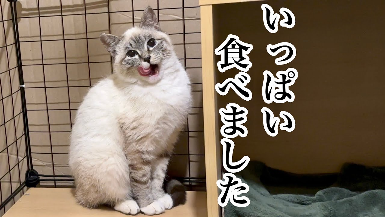 慣れてきたくろ子、食べるようになったシャム子