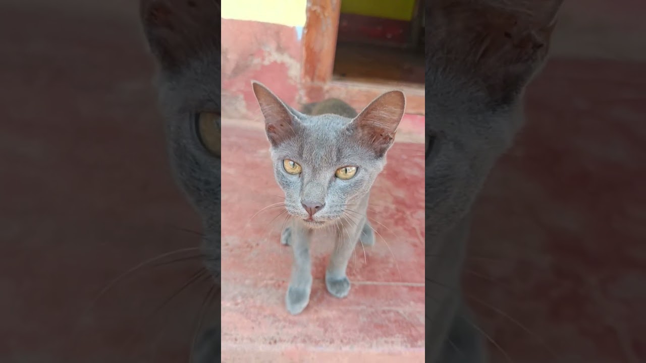 CUTE CAT!#shorts #cat #cute #catlover #meow #cutecat #catt #cuteanimal #kitten #catexplorer #ytcat