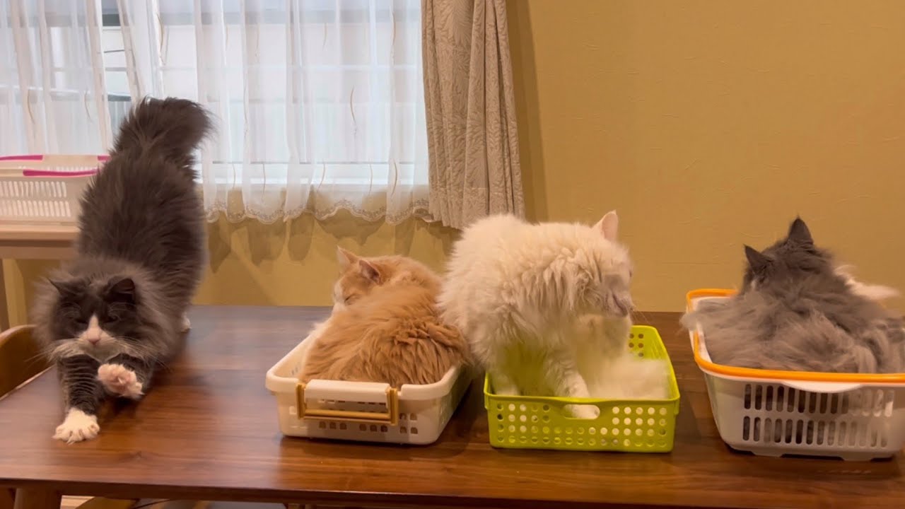 【のんびり♪】お昼寝中でもママが帰ってきたらお出迎え！！！ターキッシュアンゴラとノルウェージャンフォレストキャット♡