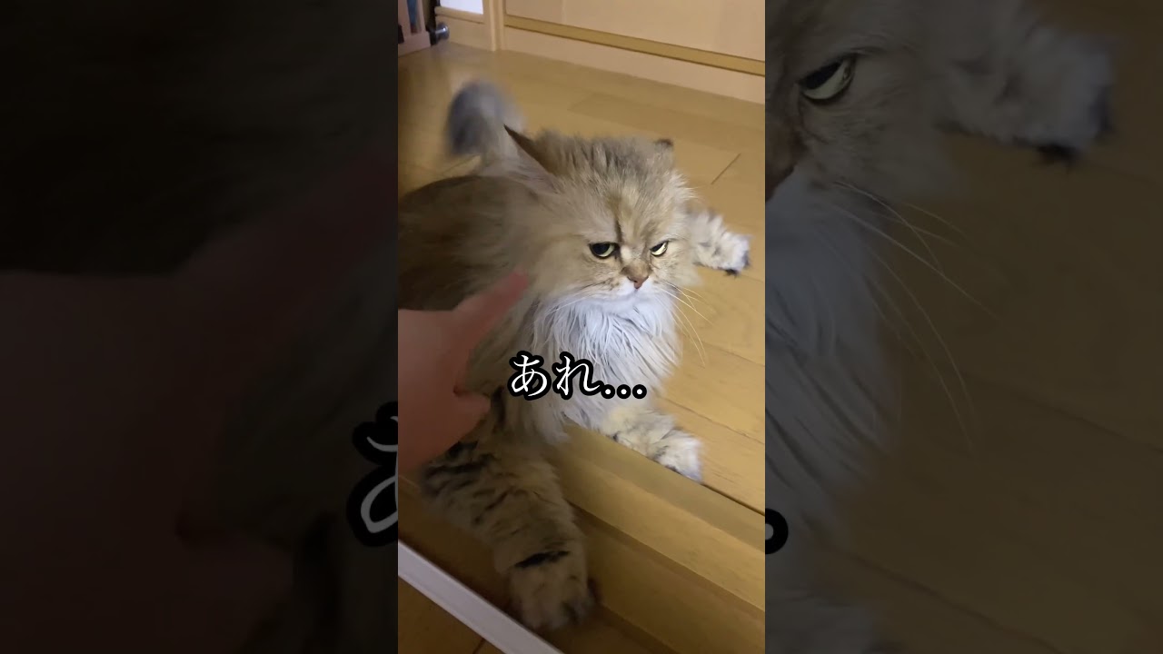 何回タップしたら怒るかな？#cat #猫 #shorts #ペルシャ