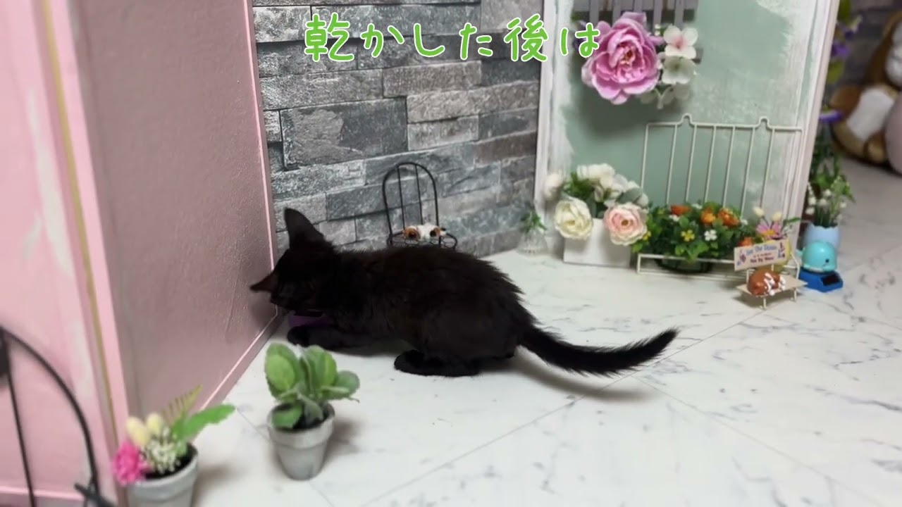 猫ってドライヤーが嫌いらしいよ　【ボンベイちゃん】