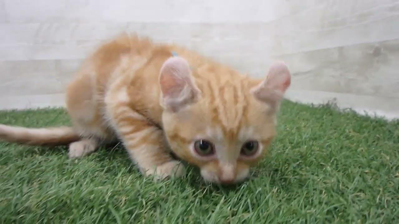 Coo&RIKU　No00682475 アメリカンカール