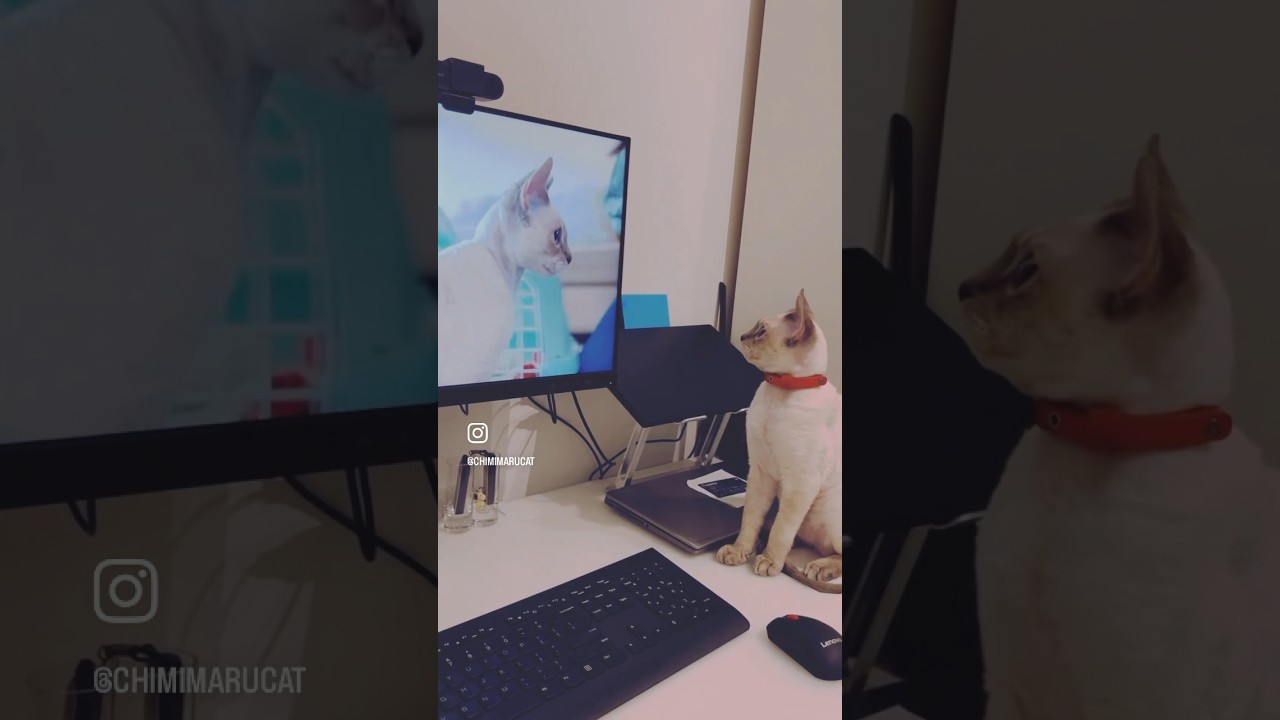 Devon Rex Cat - I’m watching my vlog mummy made 🧡おかあさんが作ってくれたvlogみてるとこだよ😺