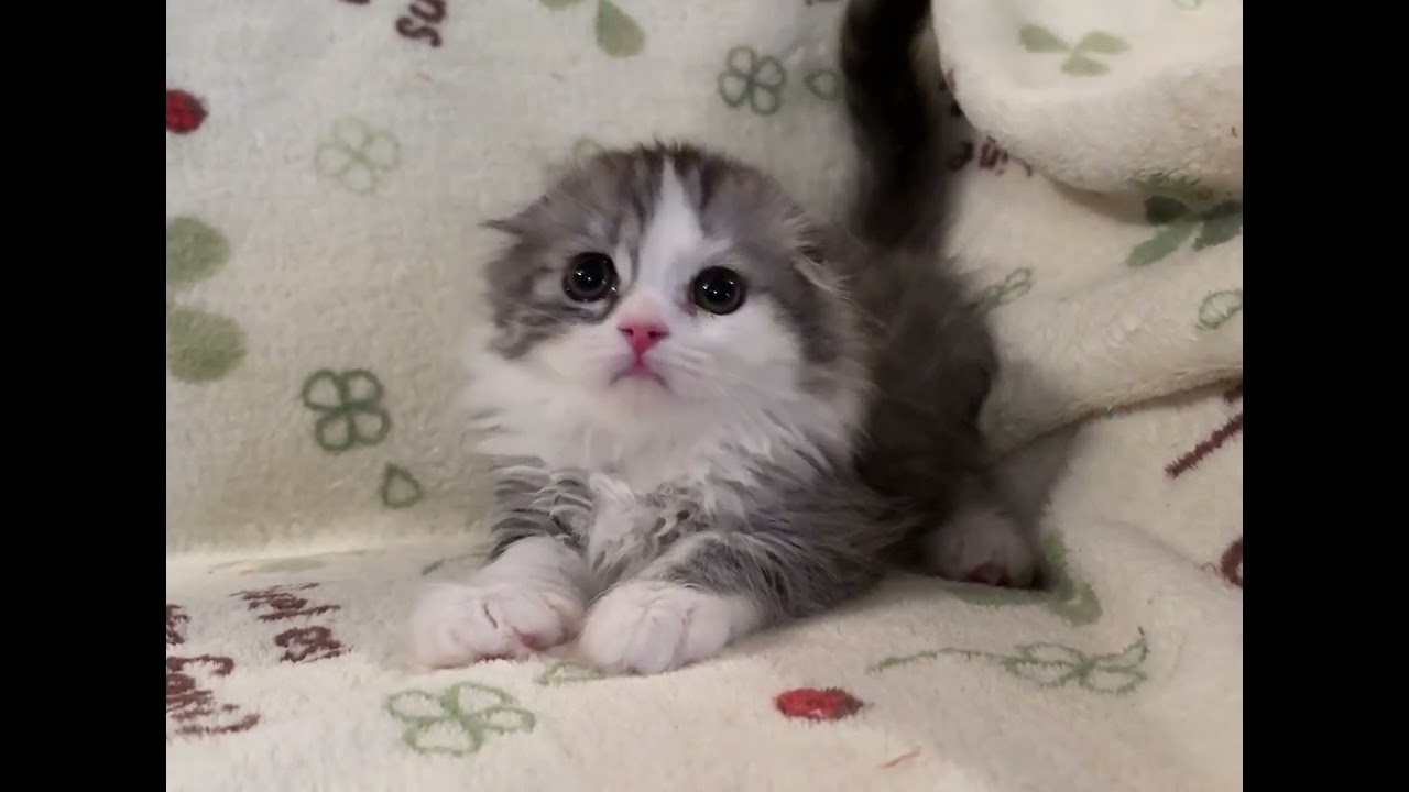 スコティッシュフォールド 半端なく可愛い女の子♡