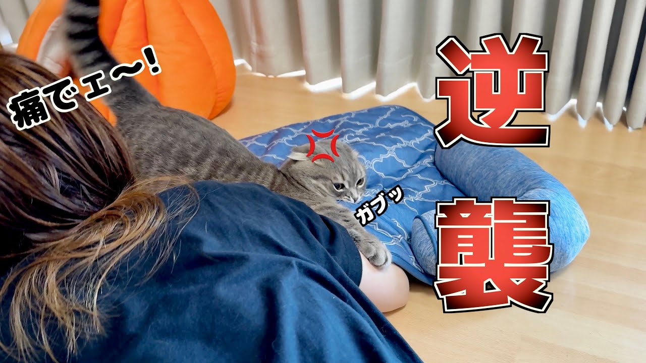 猫を吸おうとしたら返り討ちに合いました...笑 [マンチカンの銀時]