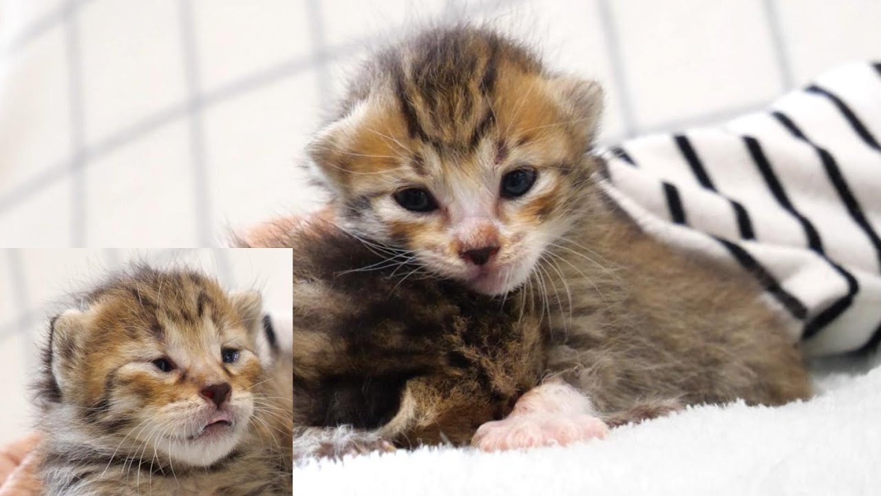 カンペイ期の子猫を寝かしつける子猫【赤ちゃん猫　保護猫】