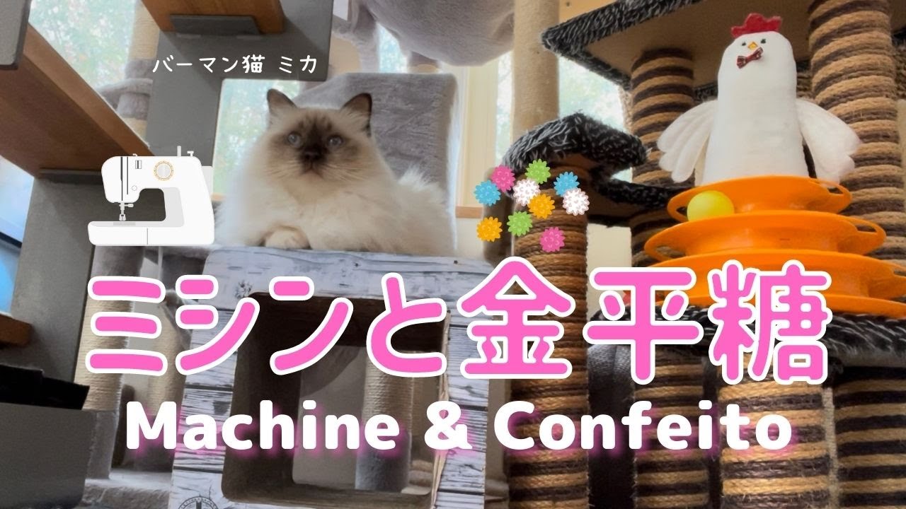 夢の空飛ぶマシン【ミシンと金平糖】Machine & Confeito （バーマン猫）Birman/Cat