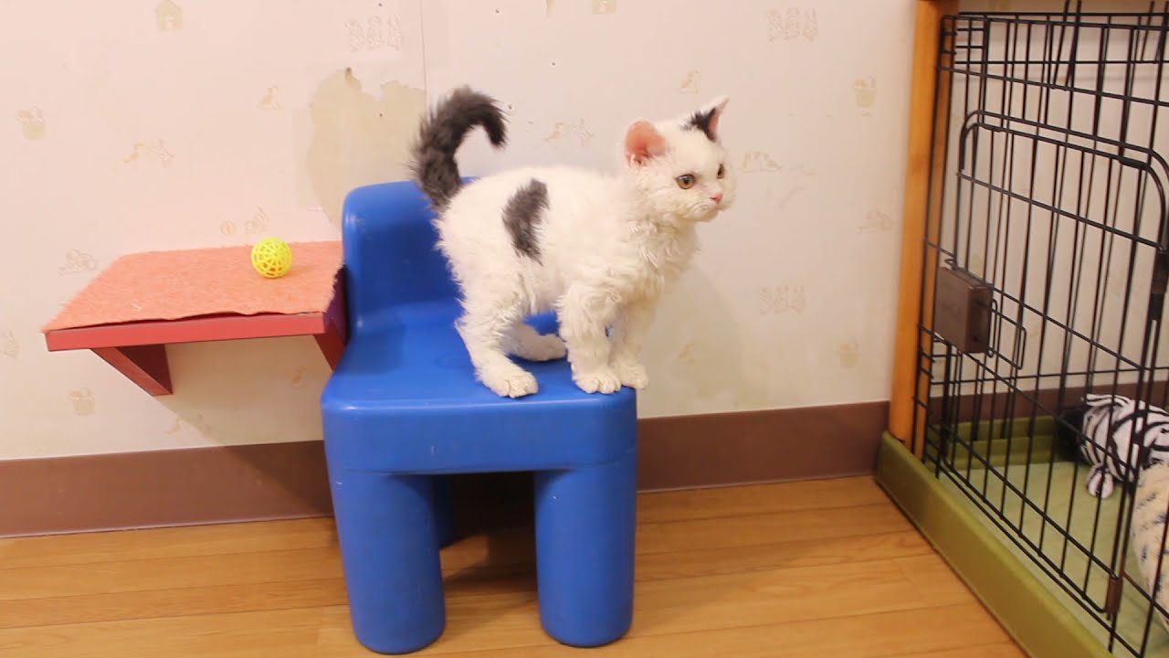 59400　セルカーク・レックス