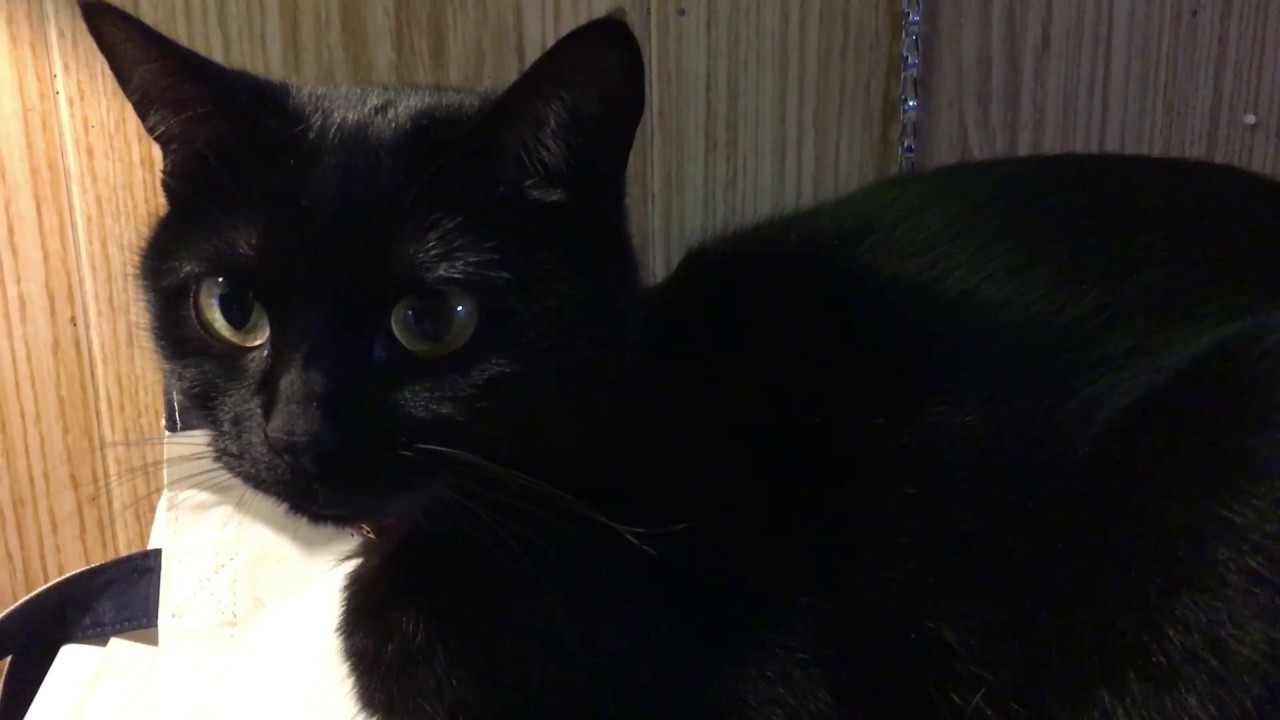 ハナちゃんのかわいい鳴き声☆ Black bombay cat（黒のボンベイ猫）