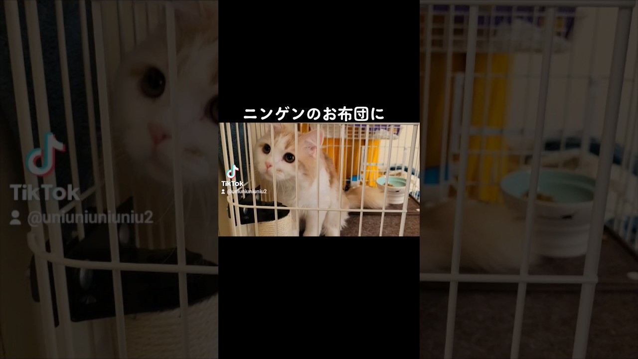 【子猫】反省を知らない猫#ラガマフィン #猫動画 #cat #子猫だから仕方ない