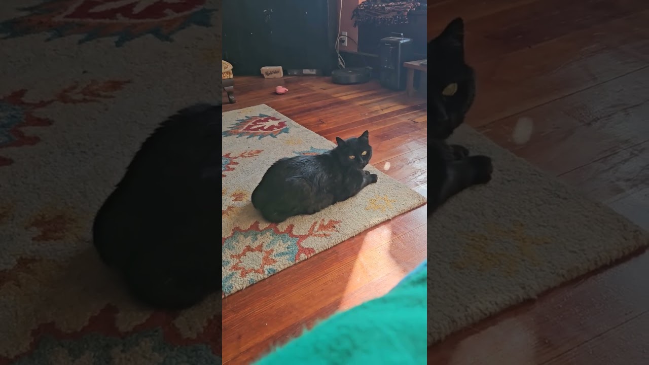 Manx cat funny Moments playful