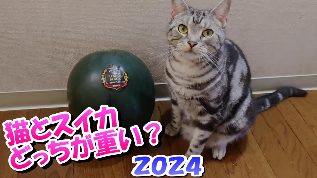 猫とスイカどっちが重いでしょ～？猫クイズ（アメリカンショートヘア）
