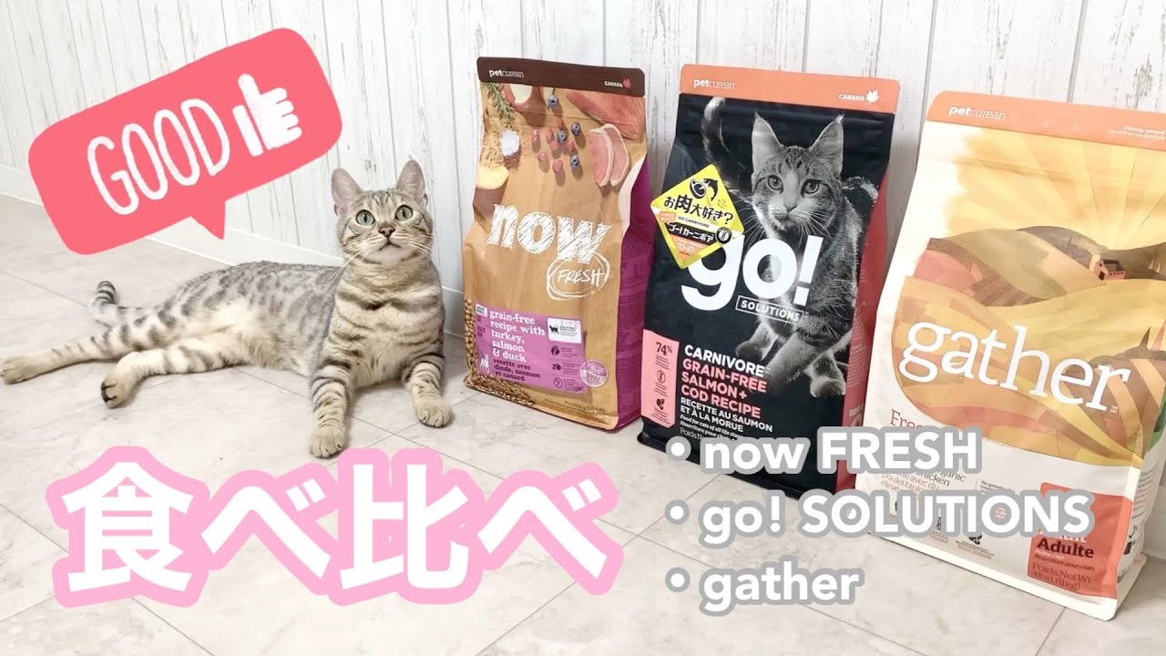 丈夫な身体を作りたいシルバーベンガルがフードの食べ比べをしてみた