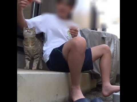 魚肉ソーセージ１#shorts