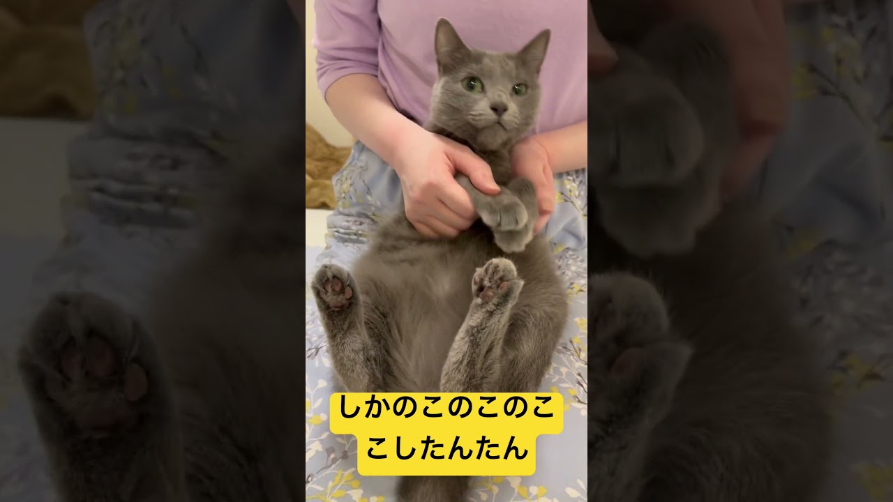 【猫ロシアンブルー】そらちゃん踊ってみた〜しかのこのこのここしたんたん〜#shorts