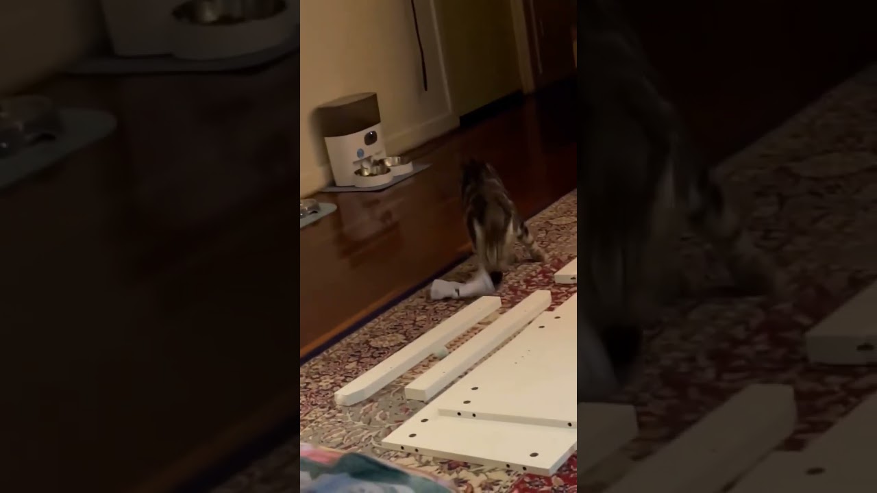 My Manx cat playing with socks funny cat #cat #manxcat #catfunny #cute #catvideos #manx #kitten