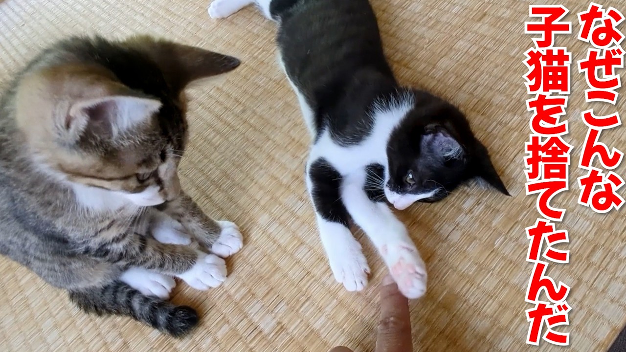 瀕死の子猫の声がして緊急保護した捨て猫を1年育てたら人生が変わりすぎた件