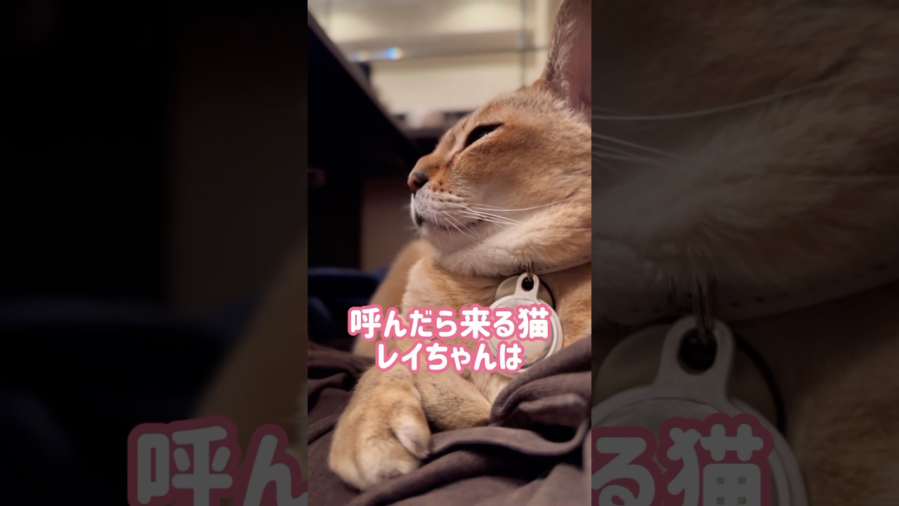 呼んだら絶対に来るレイちゃん #シンガプーラ #cat #shorts