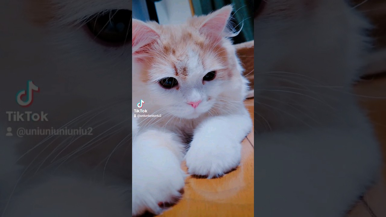 【子猫】とろける猫 #Butter #猫動画 #ラガマフィン #cat #歌詞動画