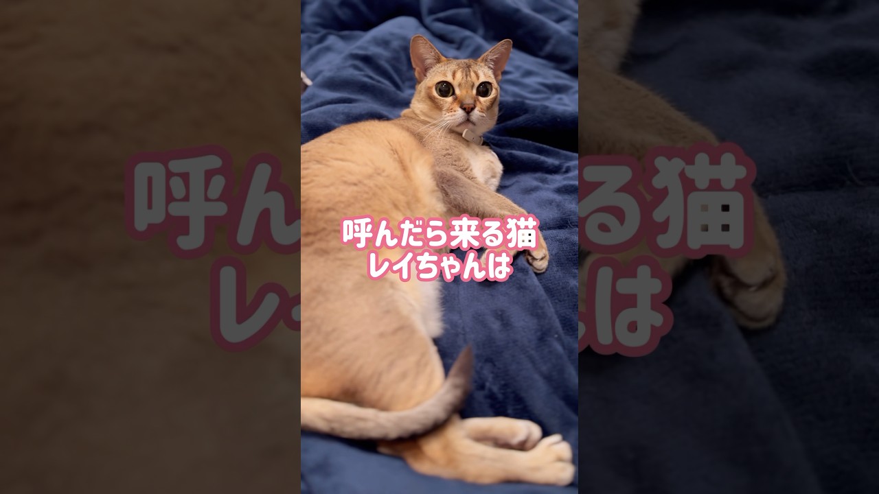 なでないと怒るレイちゃん #シンガプーラ #cat #shorts