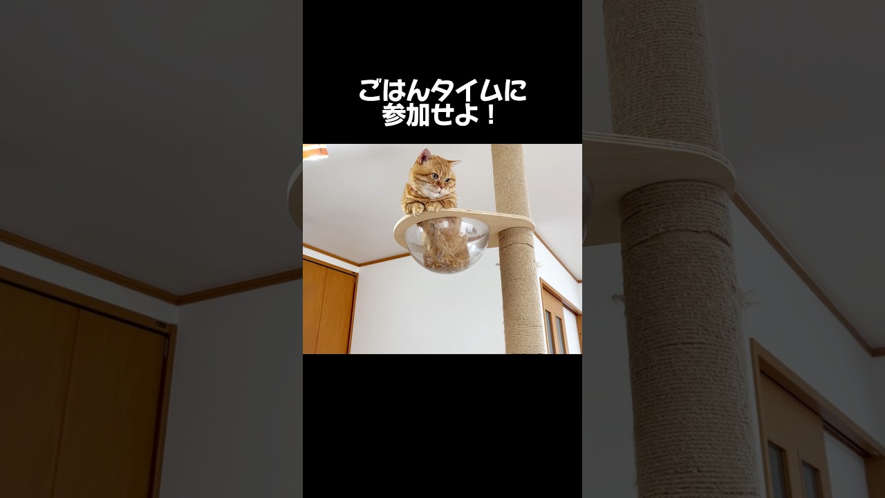 『ごはんタイムに参加せよ！』 #ミッションインぽっちゃブル #マンチカン #shorts