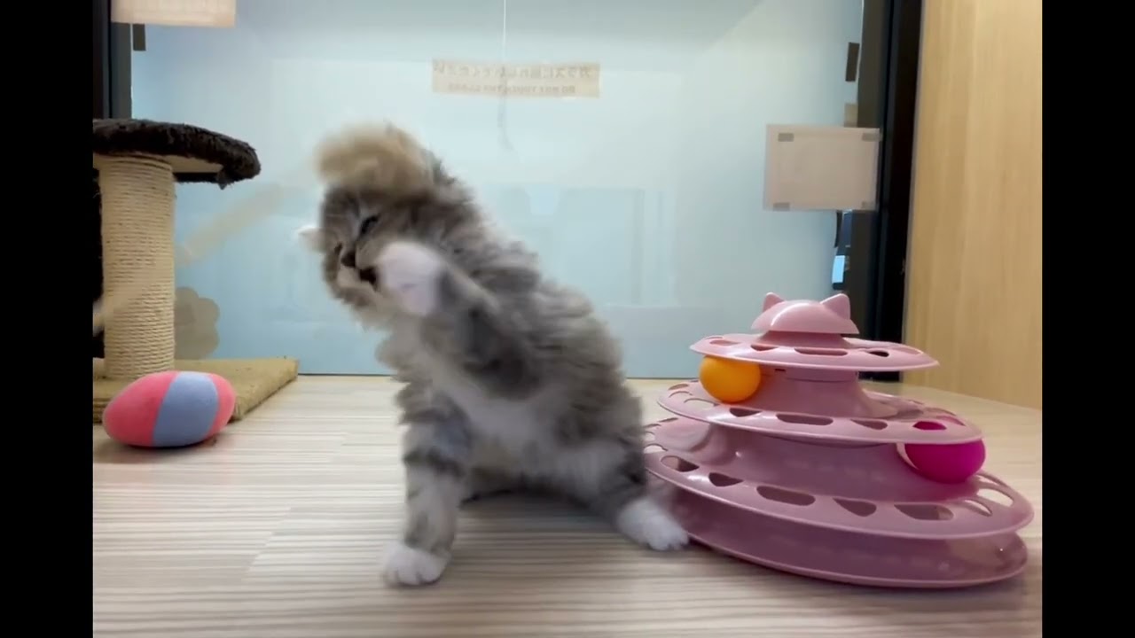 【7/16撮影】猫じゃらしに夢中すぎるサイベリアンくん♪