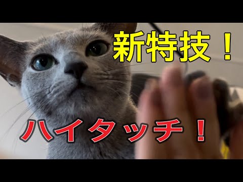 覚えました新特技【ロナ様】 【かわいい猫】 【ロシアンブルー】