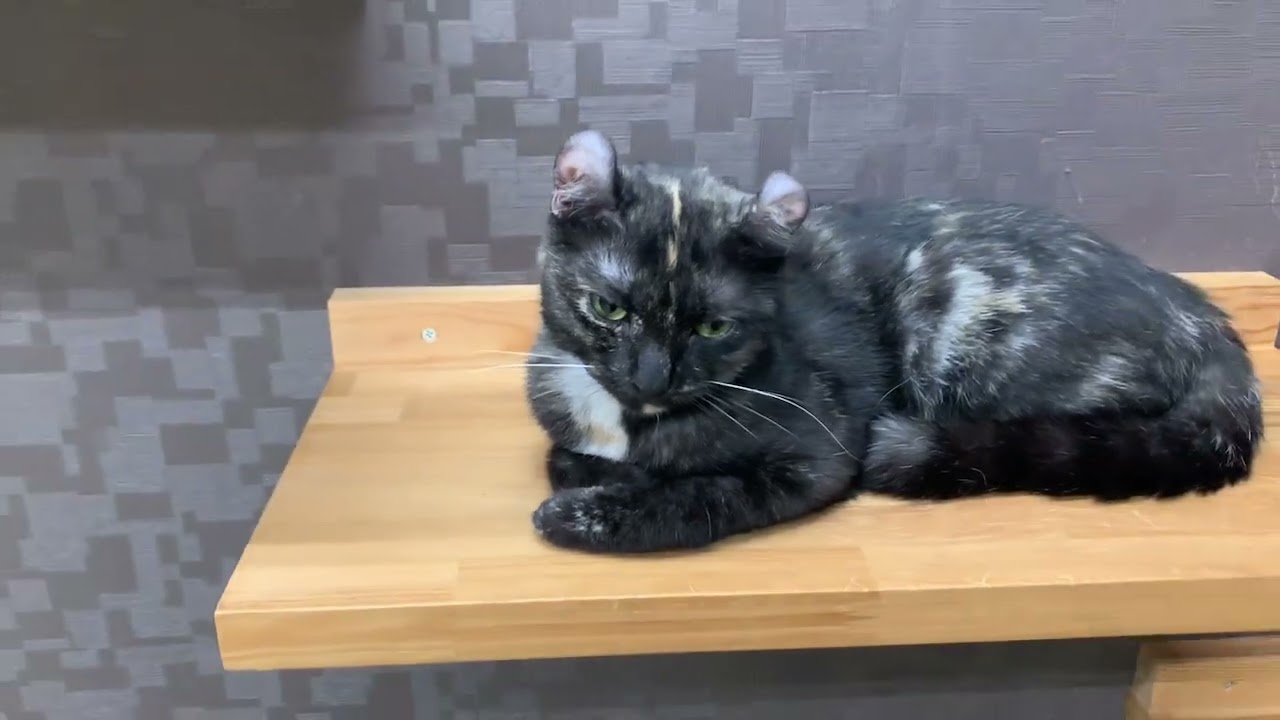 Coo&RIKU　No.633385　アメリカンカール