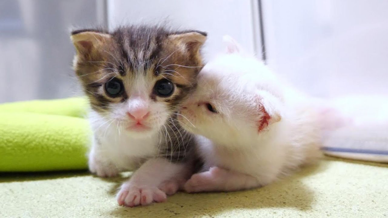 子猫のうちゃんは兄猫が好き過ぎていつもくっついていたい【赤ちゃん猫　保護猫】
