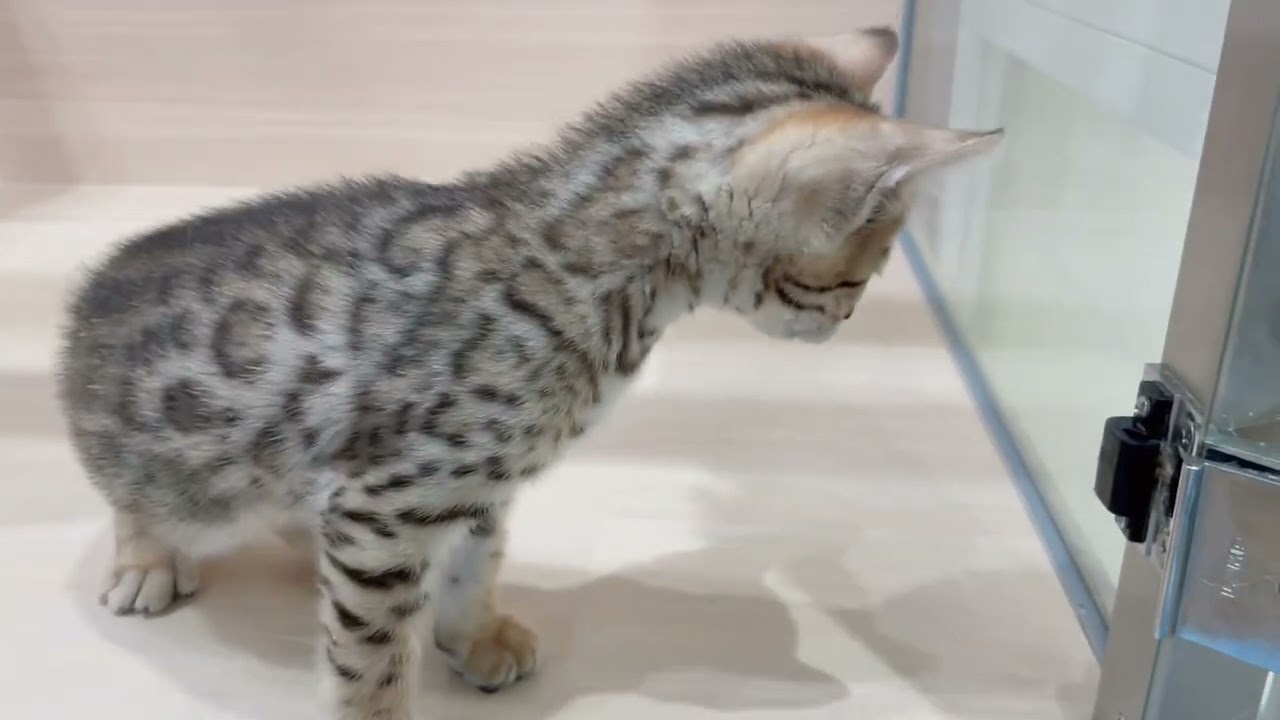 🏆スポッドが綺麗すぎる🏆甘えん坊ベンガルの男の子【パピードリーム】