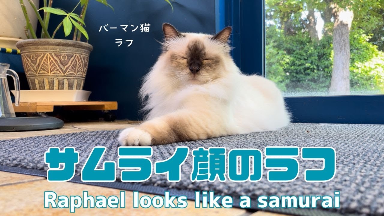 バーマン猫ウリとラフ【サムライ顔のラフ】Raphael looks like a samurai（バーマン猫）Birman/Cat