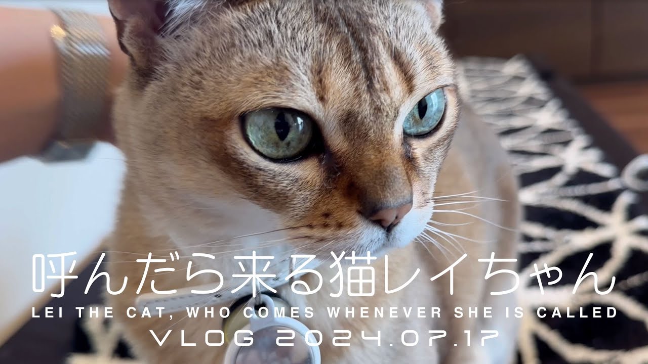 【シンガプーラ】呼んだら来る猫レイちゃん VLOG 2024.07.17 | Lei the cat, who comes whenever she is called