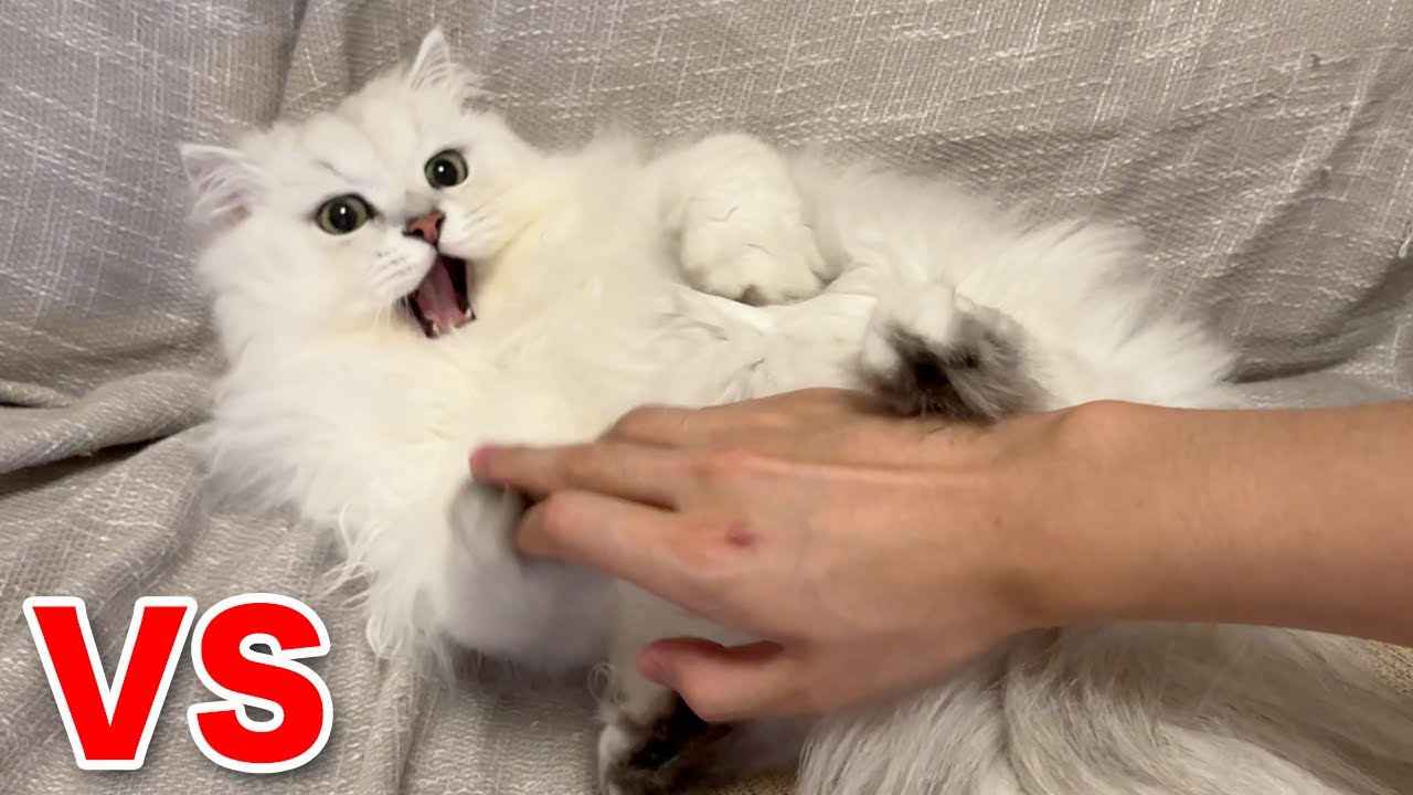 暴れ猫との戦いの日々をお見せします...【ペルシャ猫】