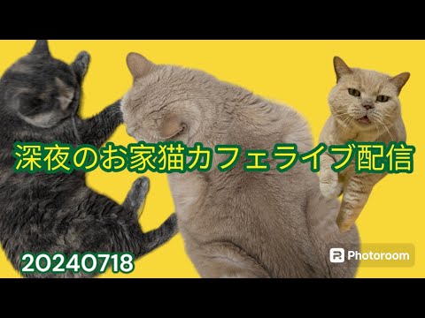 深夜のお家猫カフェライブ配信　１１８