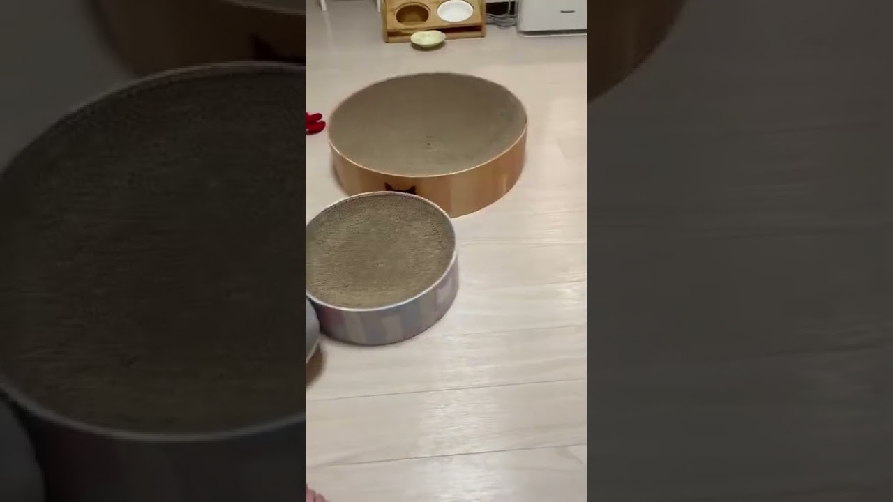 ギネス級のジャンプ　子猫マンチカンまんじろう