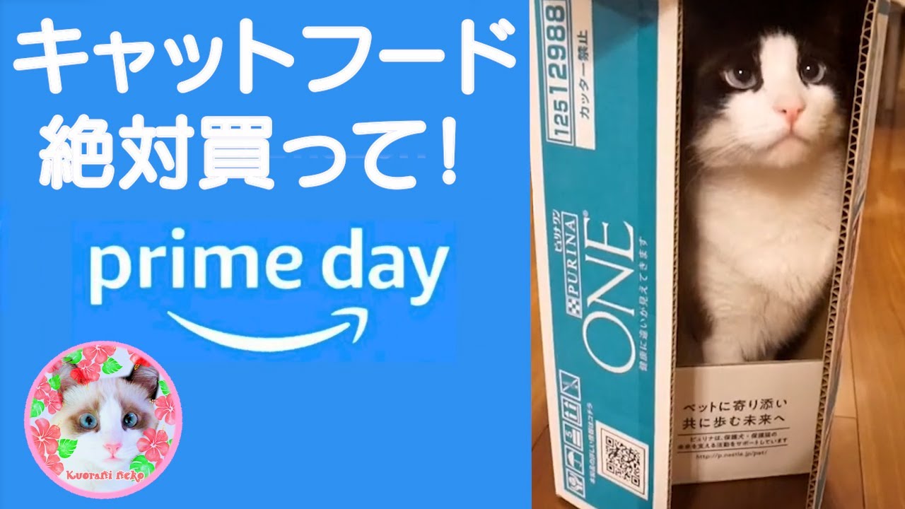 【Amazonプライムデー】猫餌がこんなに安く買えるとは驚きです！ Cat food is cheap to buy