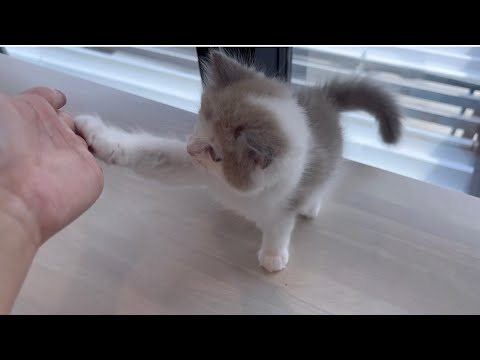 【マンチカン子猫】とっても愛想の良い男の子。手を差し出すと・・@ねこむすびちゃんねる
