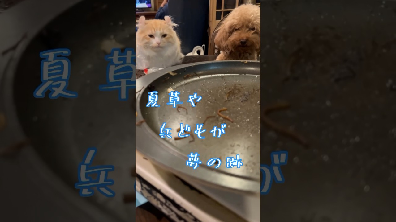 【キンカロー】兵どもが夢の跡【マンチカール】