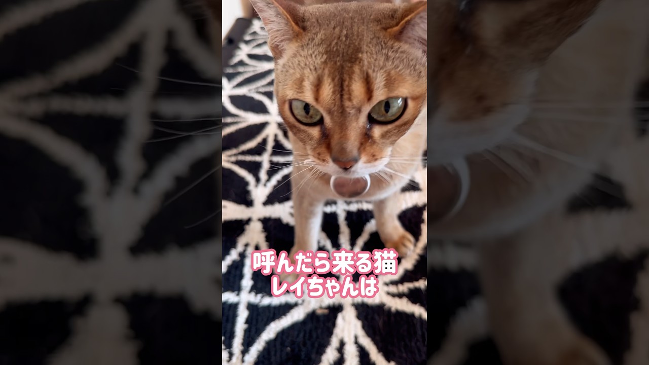 よく喋るレイちゃん #シンガプーラ #cat #shorts