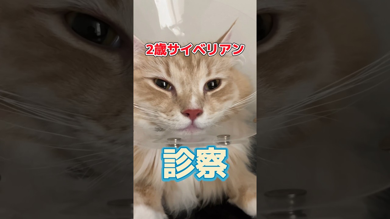健康診断を受けに2歳のサイベリアンが動物病院にやってきた！