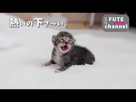 ミルクは熱めの燗がいい～【保護子猫】
