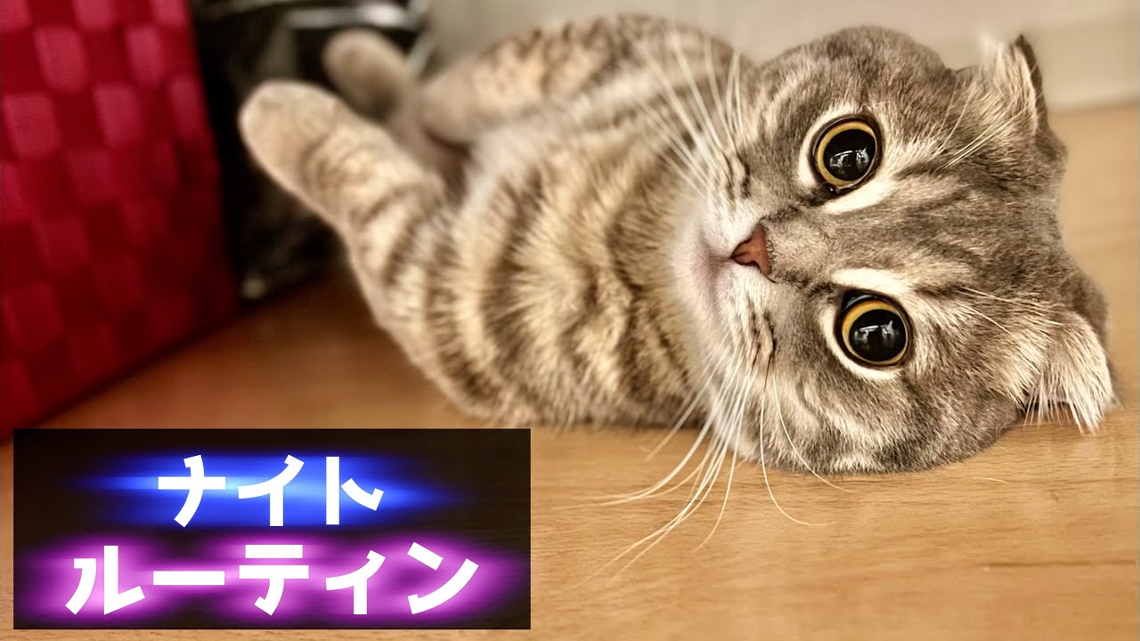 短足猫のナイトルーティン[マンチカンの銀時]