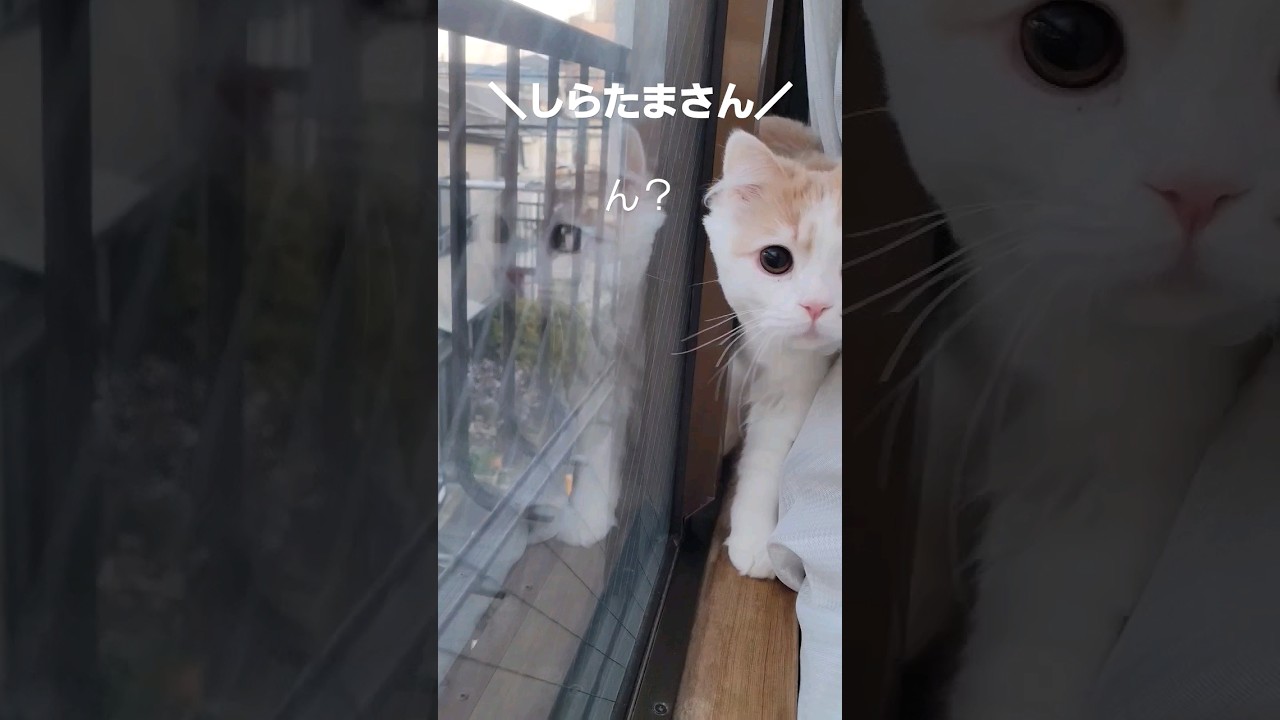 【子猫】朝寝坊された猫 #ラガマフィン #猫動画 #cat #子猫 #shorts