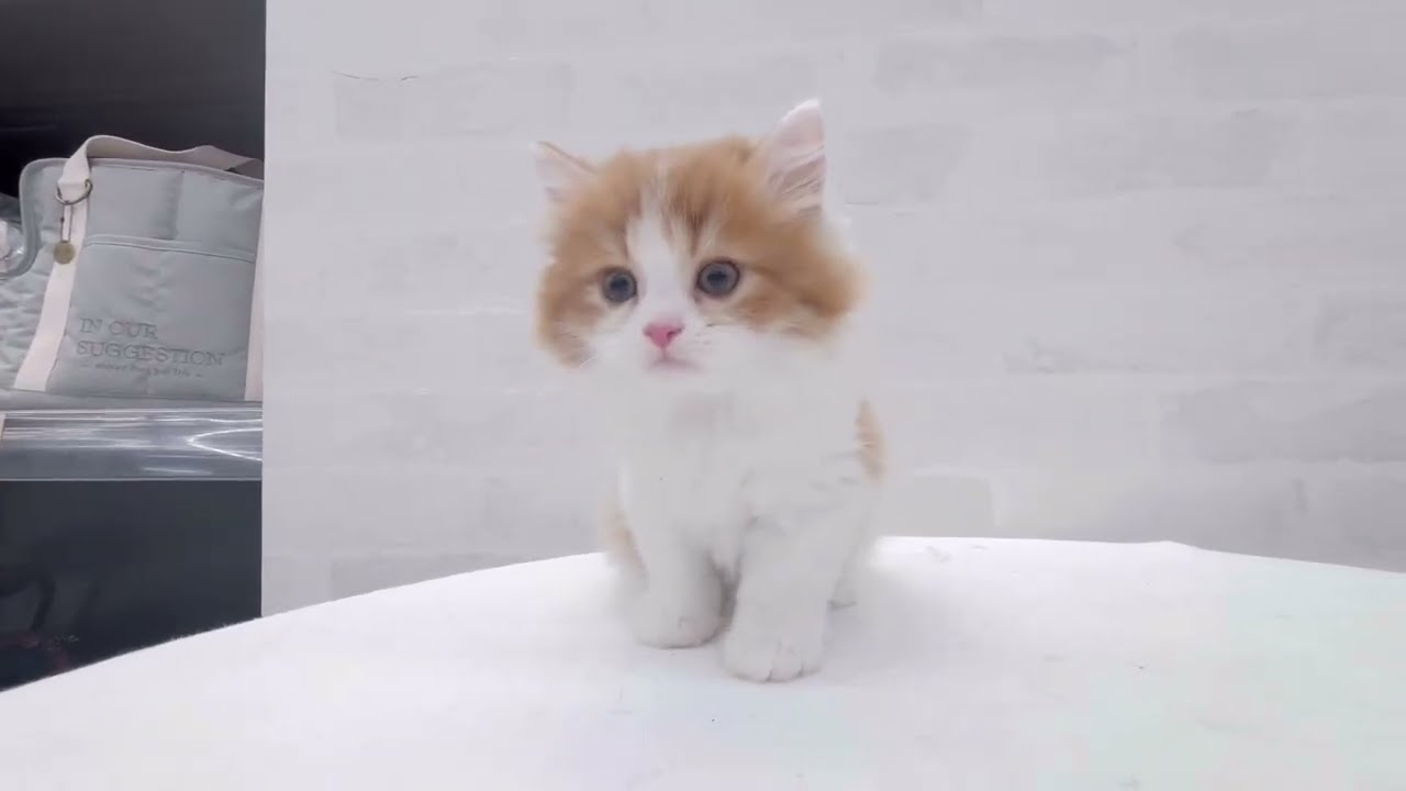 【サイベリアン】控えめだけど甘えん坊なイケニャン♡【男の子】
