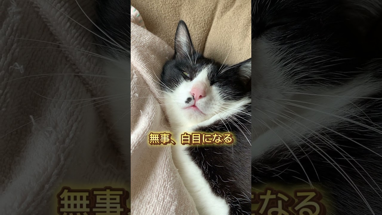 目を開けたまま寝ちゃう猫 #cat #japanesecat #日本猫