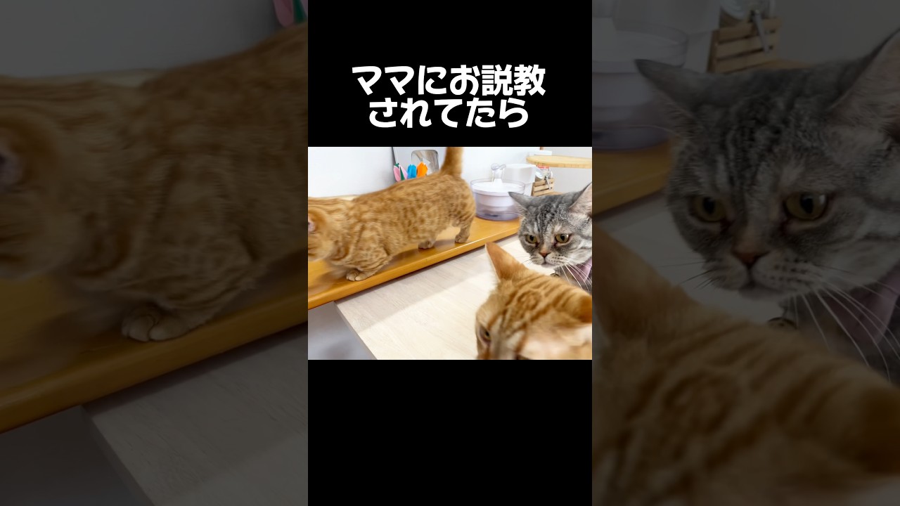 ママにお説教されてたら... #猫 #マンチカン #shorts