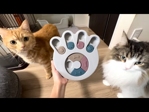 飼い猫に新しい知育玩具を買ってみたら反応がかわいかったw