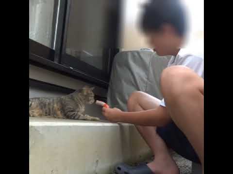 魚肉ソーセージ２#shorts